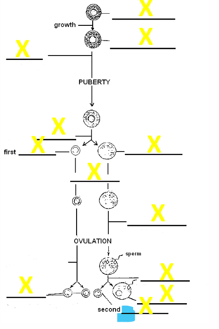 <p>name the cell</p>
