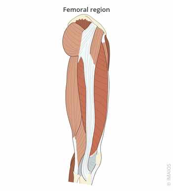 <p>Thigh area</p>