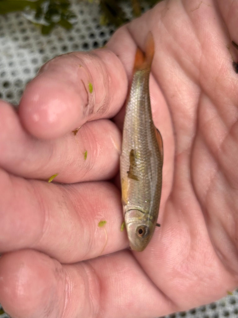 <p>Catostomidae</p><p><span style="line-height: 115%;">Moxostoma congestum (Gray redhorse)</span></p>