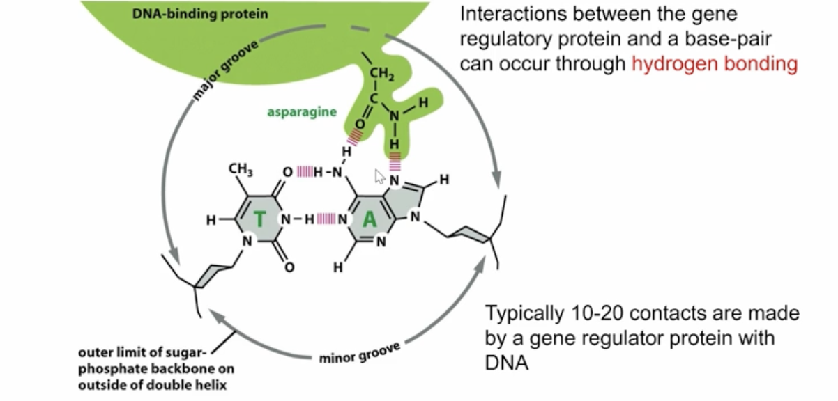 <p>the DNA-binding motifs have H-bond acceptors which bind to the H-bond donors of teh base sequences of DNA to create that “lock” and alter RNA polymerase activity</p>