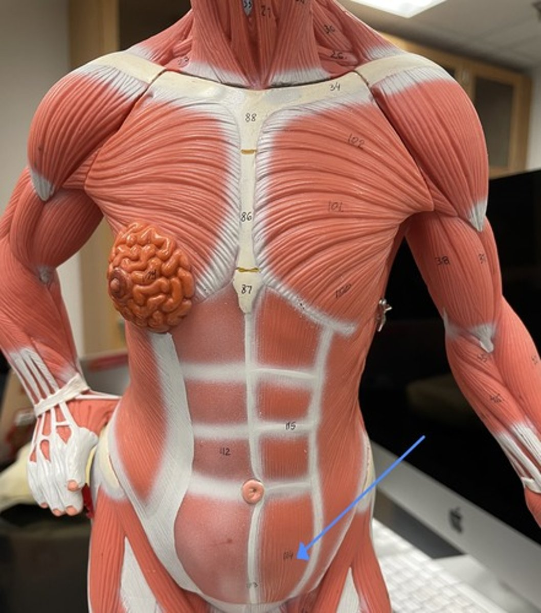 <p>rectus abdominis</p><p>origin:</p><p>insertion:</p><p>action:</p>