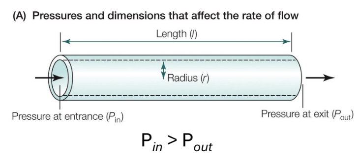 <ol><li><p>Pressure Difference</p></li></ol><ul><li><p>ΔP between the entrance and exit of the vessel is proportional to flow; larger pressure gradient produces greater flow (blood flows from high to low - P<sub>in</sub> > P<sub>out</sub>)</p></li></ul><ol start="2"><li><p>Vessel Radius (r)</p></li></ol><ul><li><p>Larger radius increases flow; resistance to flow decreases</p></li></ul><ol start="3"><li><p>Vessel Length (l)</p></li></ol><ul><li><p>Longer vessels increase resistance (reducing flow)</p></li></ul><ol start="4"><li><p>Viscosity of Fluid (v)</p></li></ol><ul><li><p>Higher viscosity (thicker blood) increases resistance and reduces flow</p></li></ul><ol start="5"><li><p>Elasticity & Compliance</p></li></ol><ul><li><p>Blood vessels that are more elastic and compliant can expand in response to pressure</p></li></ul><p>*VELPR</p>