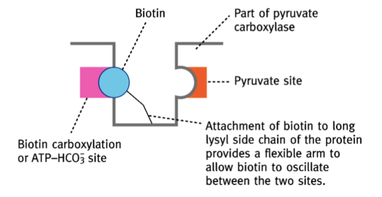 <p>La biotine, synthétisée par réaction anaplérotique grâce à une réaction de carboxylation catalysée par la pyruvate carboxylase </p>