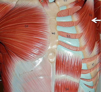 <p>Muscle, Action. Perform the action on your own body</p>