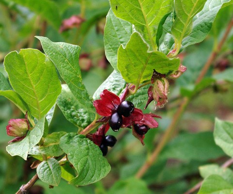 <p><span>Black Twinberry</span></p>