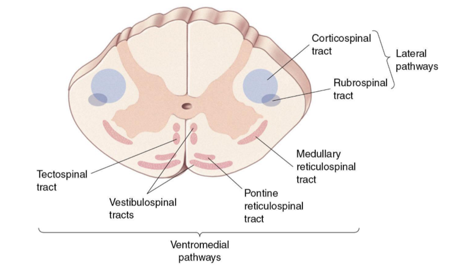 <ul><li><p>Lateral motor pathways </p><ul><li><p>Commands for voluntary movements</p></li></ul></li><li><p>Ventromedial motor pathways</p><ul><li><p>Posture and reflex movements </p></li></ul></li></ul><p></p>