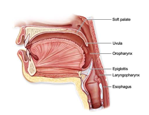 <p>throat, skeletal muscle, skeletal muscle tube that connects nasal cavity and mouth to larynx and esophagus, skeletal muscle propels food and drink to esophagus or air to larynx, only oropharynx and laryngopharynx conduct both food and air</p>