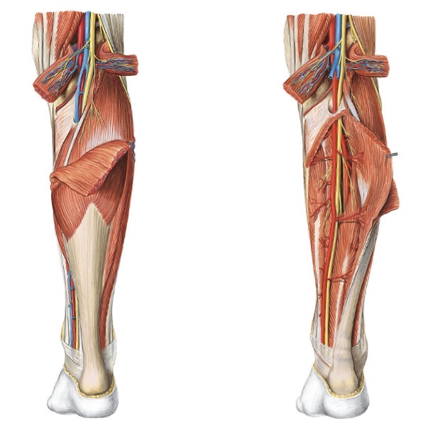 <p><span>We zitten nu aan de achterzijde, dus we weten dat hier de a. Tibialis posterior verder verloopt.</span></p><p><span>Arteria tibialis posterior verloopt samen met nervus tibialis en geeft distaal een </span><strong><em><span>arteria fibularis</span></em></strong><span> af.</span></p><p><span>Die tak loopt door de distale opening in memebrana interossea naar anterieur.</span></p><p><span>Arteria tibialis posterior duikt naar binnenenkel toe.</span></p>