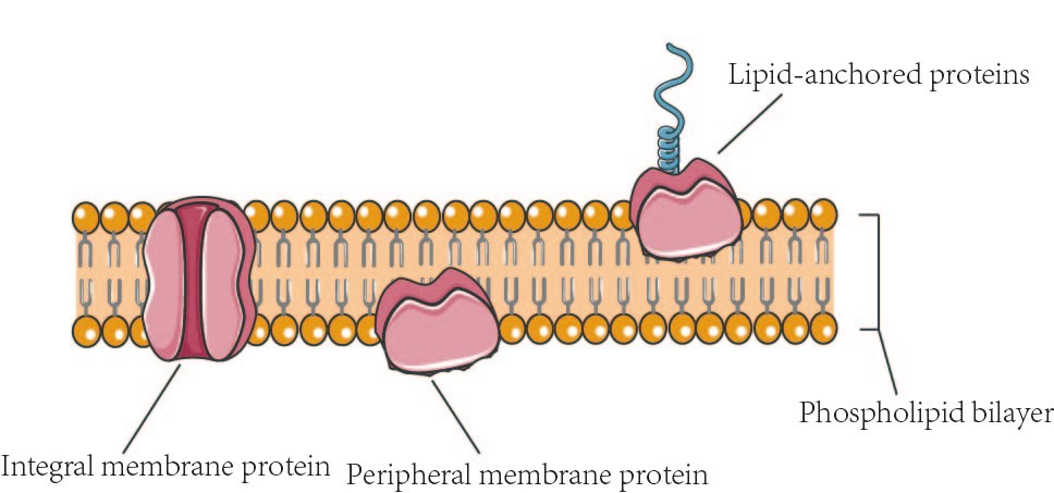 <p>Attached to EITHER the inside or the outside of the phospolipid layer (not through)</p>