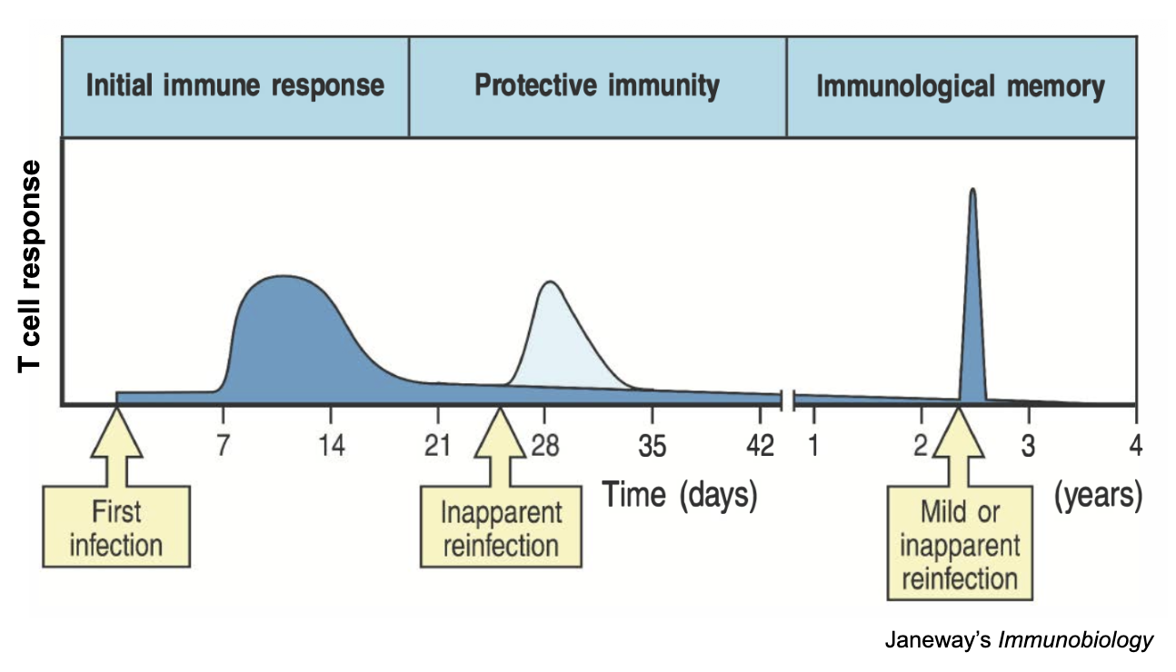 <p><strong>Memory T cells are distinguished by their location and commitment to effector function</strong></p><ul><li><p>They circulate in the blood and non-lymphoid tissues. They are ready to act immediately, providing quick protection by killing infected cells or releasing signals to help other immune cells.<br></p></li><li><p>They do not circulate. Instead, they stay behind in specific barrier tissues (like skin, lungs, or gut) where the original infection occurred, providing immediate, localized protection against reentry.</p></li></ul><p></p>