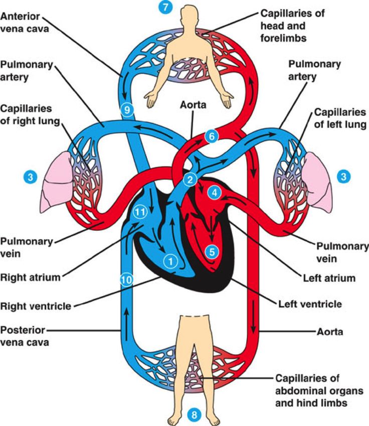 <p>Heart and blood vessels </p><p>Heart is the muscular pump keeping the blood flowing through vessels </p><p>Vessels deliver blood to all the body’s organs and then return to the heart </p>