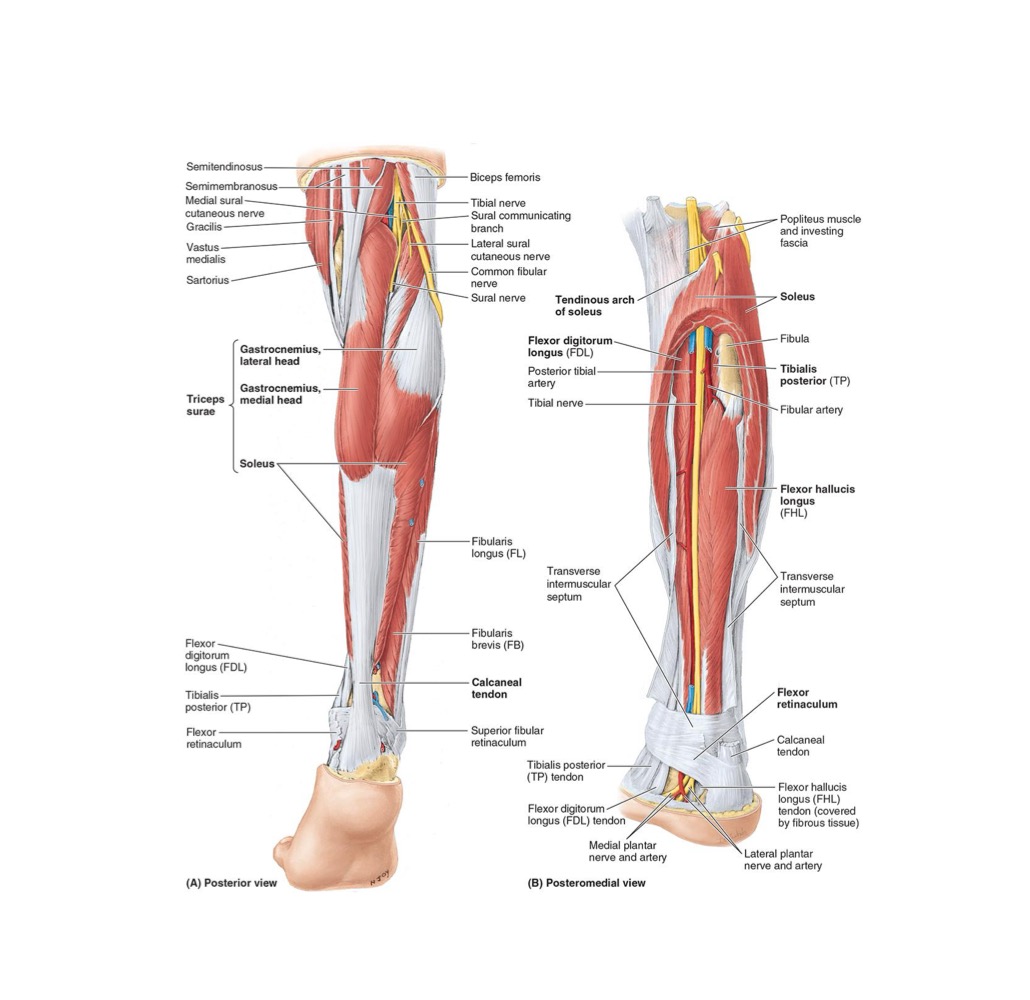 <ul><li><p><strong>ORIGIN: </strong>Sciatic</p></li></ul><p></p><ul><li><p><strong>DISTRIBUTION:</strong></p><ul><li><p>Supplies skin on lateral POST Leg via Sural</p></li><li><p>Knee joint via Articular Branch</p></li></ul></li></ul><p></p><p></p>