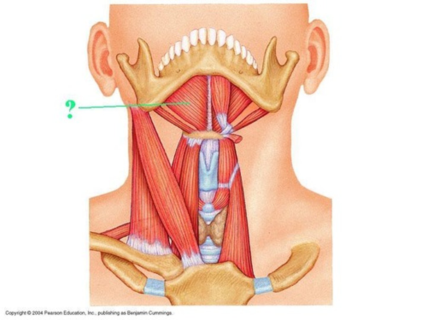 <p>Location: large muscle area under chin</p><p>Action: Elevates hyoid bone</p>