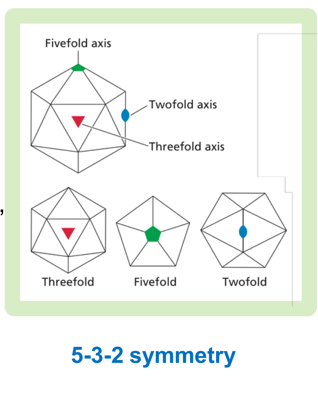 <ul><li><p>closed spherical shell - optimal geometric design for forming a closed shell from subunit repeats</p></li><li><p>faces - 20 equilateral triangular faces and 12 vertices</p></li><li><p>three rotational axes - 5 fold (vertices), 3 fold (face centers), and 2 fold  (edge centers) axes of symmetry</p></li><li><p>subunit minimum - n=60 identical subunits required for a closed icosahedron</p></li><li><p>maximized internal volume</p></li></ul><p></p>