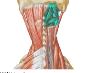 <p>Suboccipital muscles, deep cervical flexors, scalenes</p>