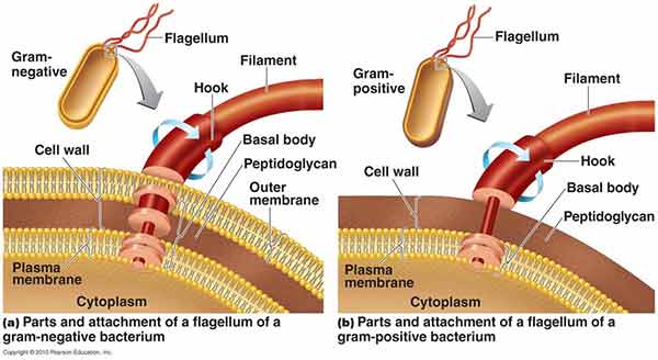 <p>Usually on bacilli and spirillum</p><ul><li><p>Outside the cell wall</p></li><li><p>made of chains of flagellin (a protein in prokaryotes)</p></li></ul><p>3 Basic Parts:</p><ul><li><p>Filament - the long, outermost region that contains the protein flagellin arranged in several chains that form a helix around a hollow core</p></li><li><p>Hook - consisting of a different protein, where the filament is attached to</p></li><li><p>Basal Body - anchors the flagellum to the cell wall and plasma membrane (composed of a small central rod inserted into a series of rings: 2 pairs, outer and inner, of rings if gram negative and 1 inner pair of rings if gram positive)</p></li></ul><p>Flagella proteins are H. antigens</p>