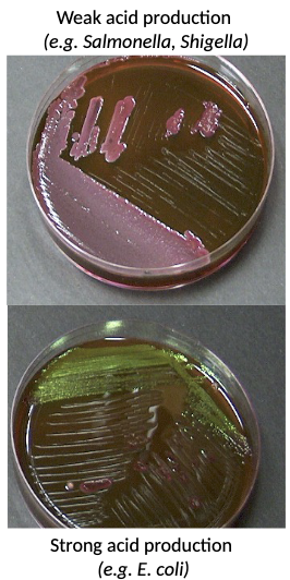 <p><strong>colorless: </strong>no lactose fermentation</p><p><strong>pink/purple:</strong> weak lactose fermentation </p><p><strong>dark, metallic green sheen:</strong> strong lactose fermentation (high acid production) </p>