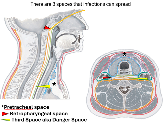 <p>within alar + prevertebral fascia</p><ul><li><p>extends from base of skull towards diaphragm (sup/inf border)</p></li><li><p>susceptible to infections</p><ul><li><p>can spread inferiorly to diaphragm </p></li><li><p>can spread superiorly to base of skull </p></li></ul></li><li><p>air from ruptured esophagus or airway can cause pneumomediastinum </p></li></ul><p></p>