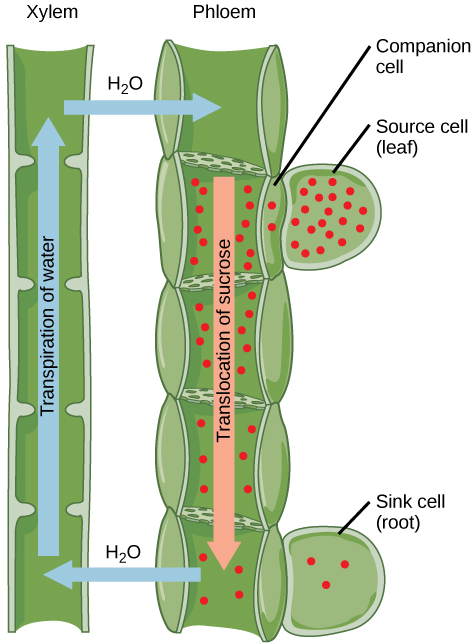 <p>Transpiration is the loss of water vapor from a plant's leaves through evaporation, while translocation is the movement of dissolved sugars and nutrients throughout the plant.</p>