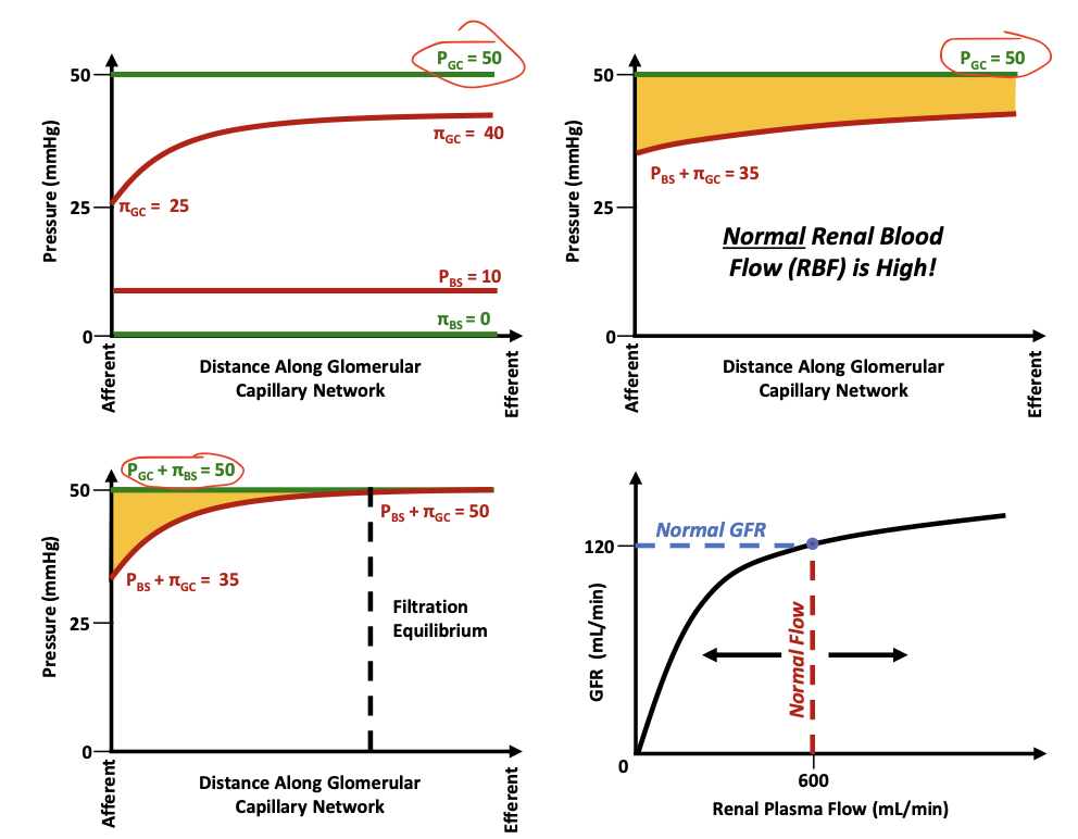 <p>Glomerular hydrostatic pressure (PGC)</p>