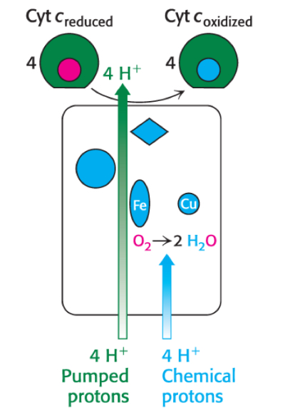 <ul><li><p>Complex IV accepts four e- from four molecules of cytochrome c to catalyze reduction of O<sub>2</sub> to H<sub>2</sub>O</p></li><li><p>electrons moves from cytochrome c to Cu center to Heme to O<sub>2</sub></p></li><li><p>Removes <strong>8 protons from matrix</strong> → 4 used to reduce O<sub>2</sub> to H<sub>2</sub>O, 4 pumped into IM space</p></li></ul><p></p>