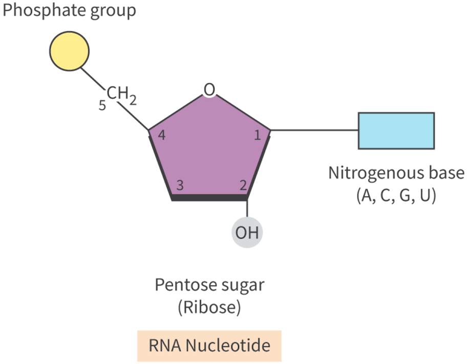 <p>Pentose sugar: Ribose, bases: <span style="background-color: color(srgb 0.2 0.2 0.2 / 0.05);">AUCG, polymer structure: single stranded</span></p>