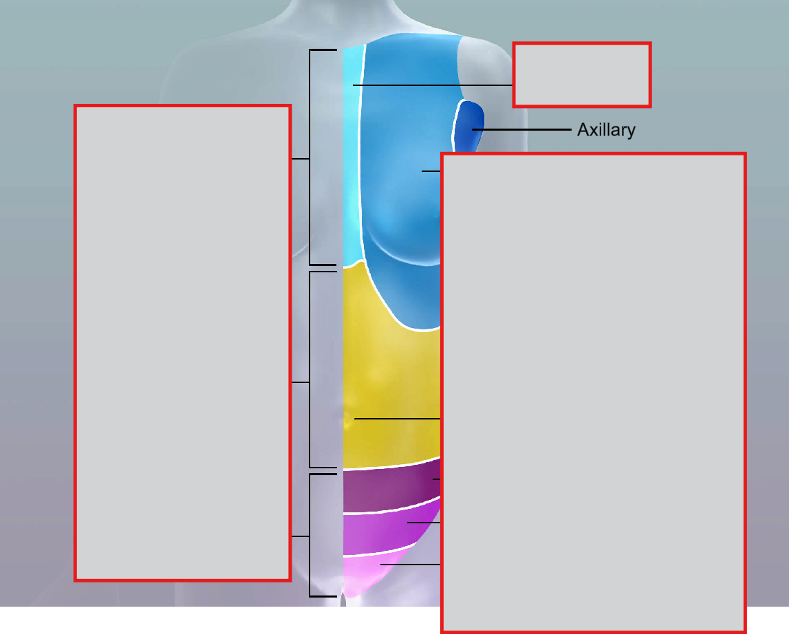 <p>axillary</p>