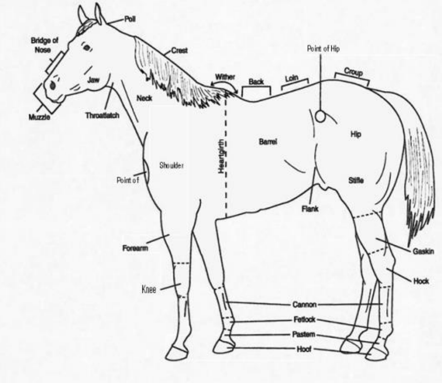 <p>A. muzzle<br>B. poll<br>C. crest<br>D. whither<br>E. loin<br>F. point of hip<br>G. croup<br>H. hock<br>I. stifle<br>J. hip<br>K. flank<br>L. barrel<br>M. cannon<br>N. fetlock<br>O. pastern<br>P. hoof<br>Q. knee<br>R. forearm<br>S. troatlatch</p>