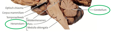 <p>= hersenstam </p><ul><li><p>middenhersenen (mesencephalon) </p></li><li><p>pons </p></li><li><p>medulla oblongata (verlengde merg) </p></li></ul><p></p>