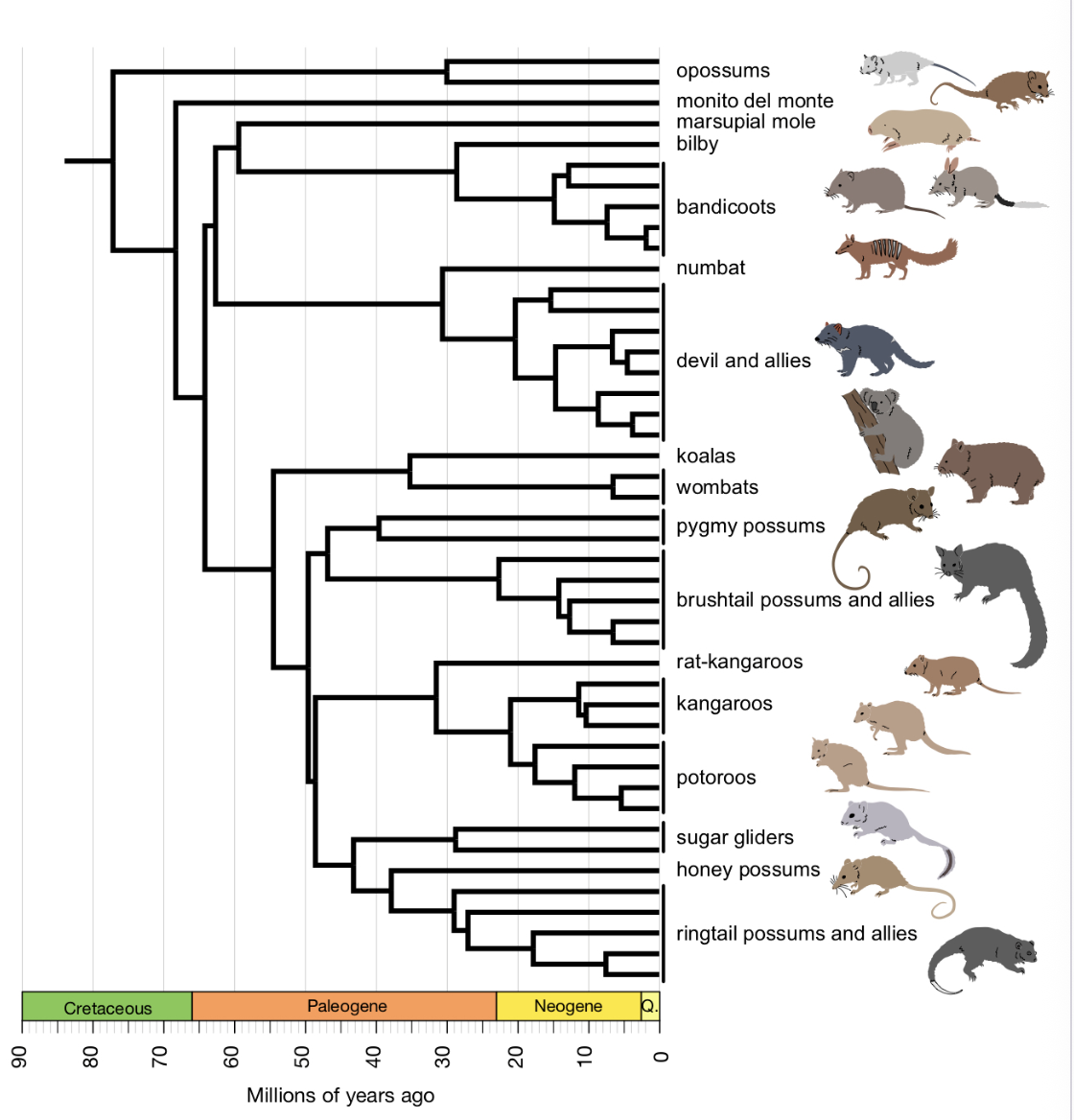 <p>Marsupials</p><ul><li><p>short gestation, long lactation period</p></li><li><p>epipubic bones</p></li><li><p>pouch or lateral folds on females</p></li></ul><p></p>