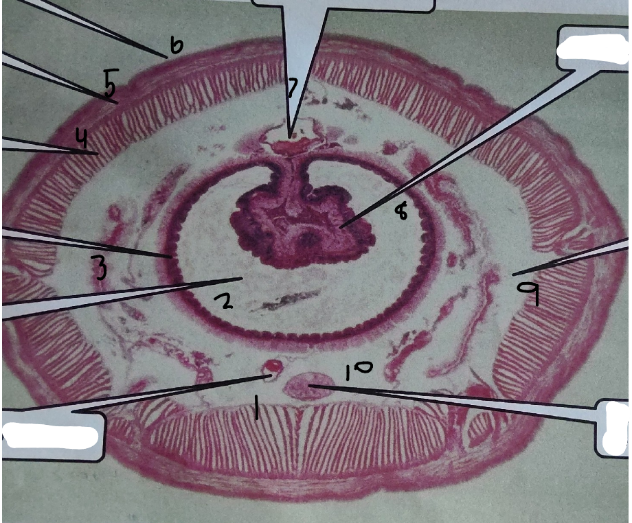 <p>What is point 4 on this earthworm</p>