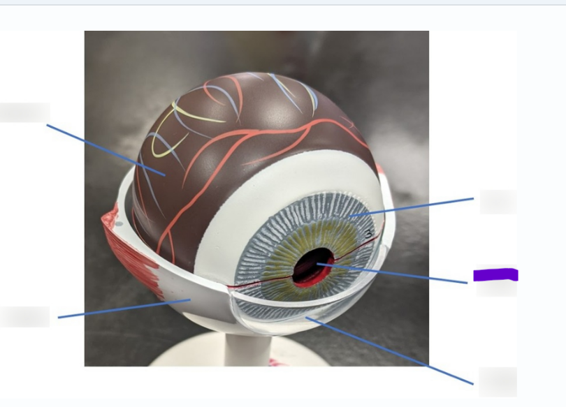 <p>What is this layer</p>