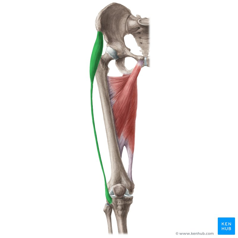 <p>Posterior / Lateral Hip Muscles</p>