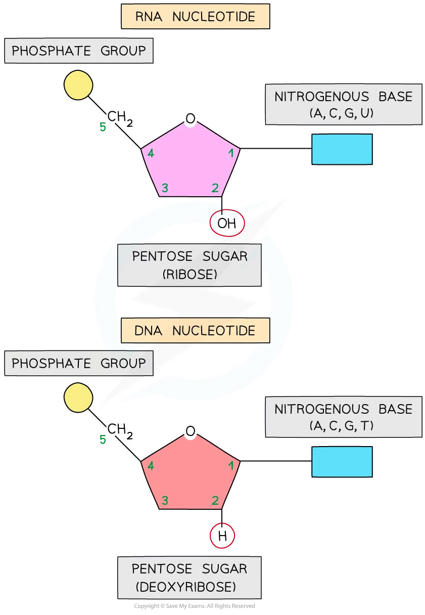 <p>Nucleotides</p>