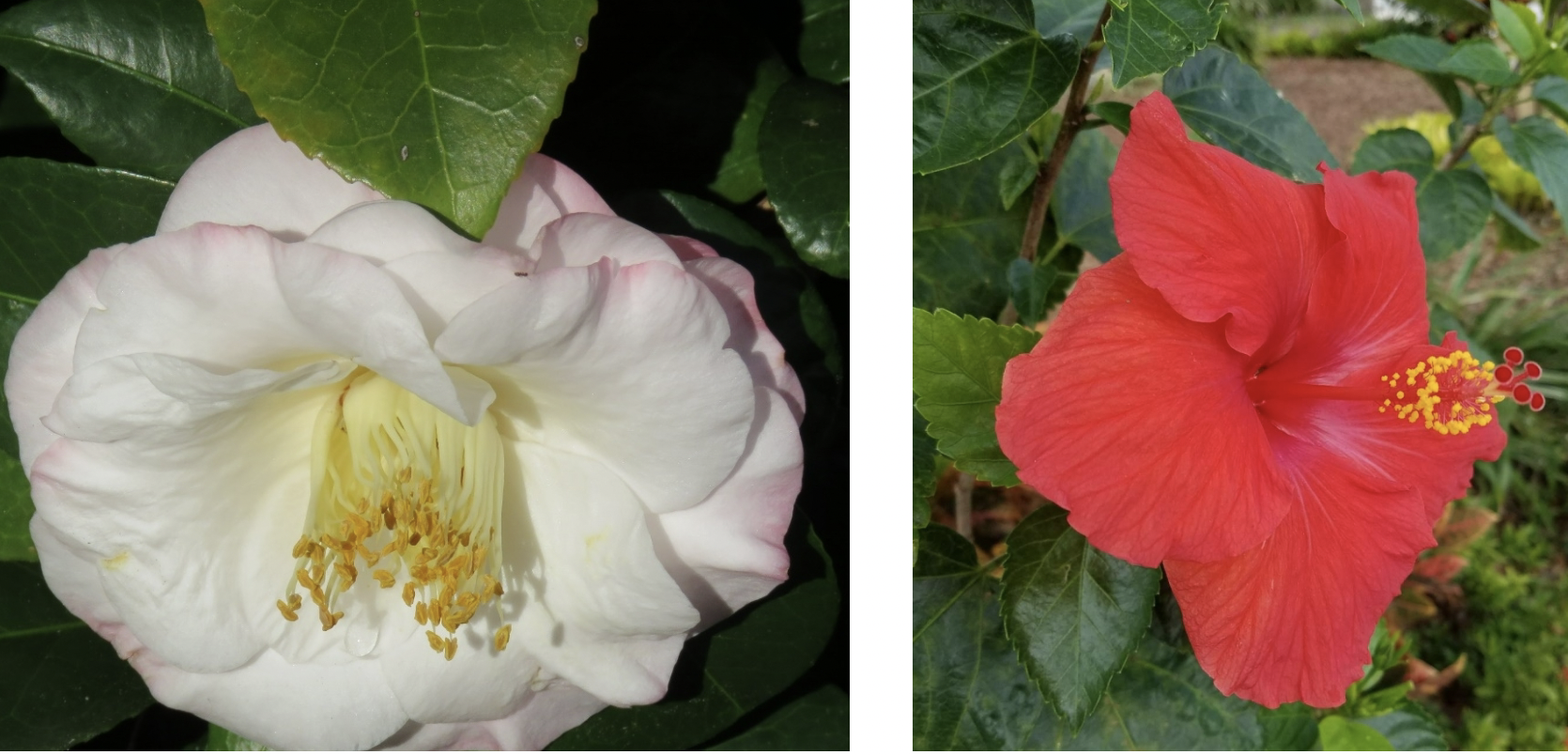<p>there are 3 types of fused stamen filaments: _ is several stamen groups (left); _ is 2 stamen groups, and _ is 1 stamen group (right)</p>