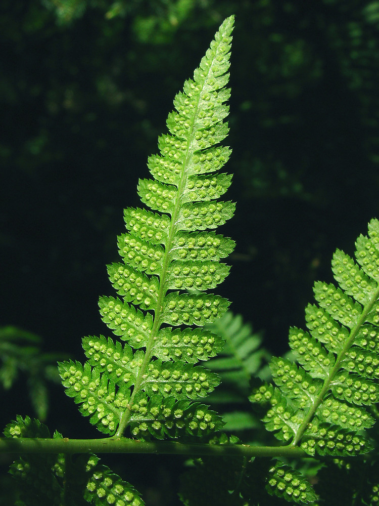 <p>Skogsbräken - Dryopteris carthusiana</p>