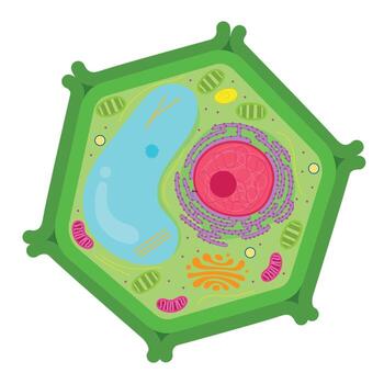 <p>Whats the importance of thevcell wall?</p>