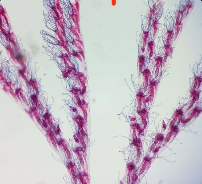 <p><strong>FILO</strong><br><strong>CLASE</strong><br><strong>GÉNERO</strong><br><strong>CARACTERÍSTICAS</strong><br><strong>HABITAT</strong></p>