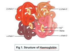 <p>A globular protein made up of disulfide bonds and 2 a-globin chains and 2 b-globin chains each with its own haem group</p>