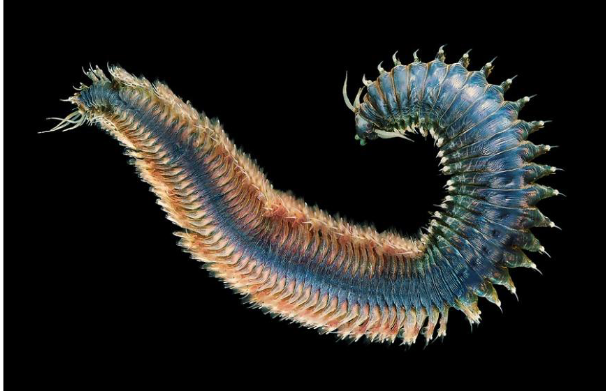 <p>What is this? Phylum, Class, Subclass?</p>