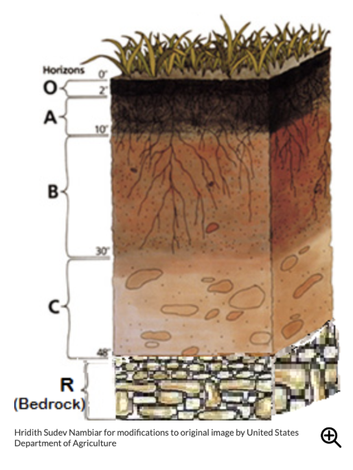 <ul><li><p><strong>Soil </strong>is complex mixture = <strong>inorganic minerals/decayed matter/etc. + MICROoorganisms</strong></p><ul><li><p>‘<strong>topsoil’</strong> as <em><u>essential</u></em><u>;</u> (tho, lose 10 to 40 times faster than regain)</p></li></ul></li></ul><p></p><p><span style="background-color: transparent;">↳ actual soil breakdown:</span></p><p><span><strong>A. **Topsoil (</strong><em>and</em><strong> ‘humus’!)</strong> = <strong>O horizon</strong> (<em>fresh</em> organic matter, undecomposed) + <strong>A horizon</strong> (mineral soil, decomposing organic material i.e. <strong>‘humus’</strong>, many living organisms); <u>topsoil is MOST nutrient rich</u></span></p><p><span>B.<strong> Subsoil</strong> = <strong>B horizon</strong>; also minerals/decomp organic matter but<u> </u><em><u>not as rich</u></em>—plants still grow tho</span></p><p><span>C.<strong> Parent rocks </strong>&nbsp;= <strong>C horizo</strong>n; random loose rock/material (parent rock)</span></p><p><span>D. <strong>Bedrock</strong> = <strong>R horizon</strong></span></p><p></p><ol><li><p><span style="background-color: transparent;"><strong>water</strong> seeping, <strong>air</strong> (oxygen + nitrogen), soil <strong>organisms</strong>!! (<strong>worms</strong>, microorganisms, etc.), rockssss</span></p></li></ol><p></p><p></p>