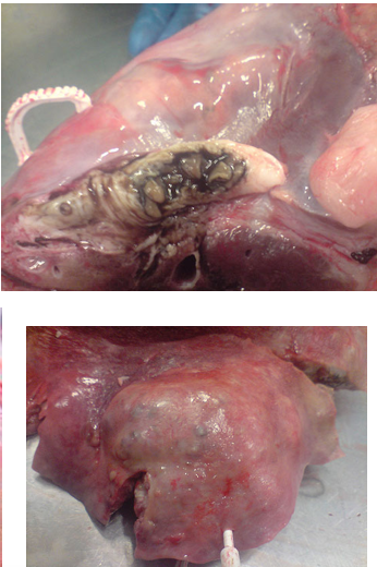 <p>Fibrosis of liver tissue</p><p>Hypertrophy of bile ducts</p>