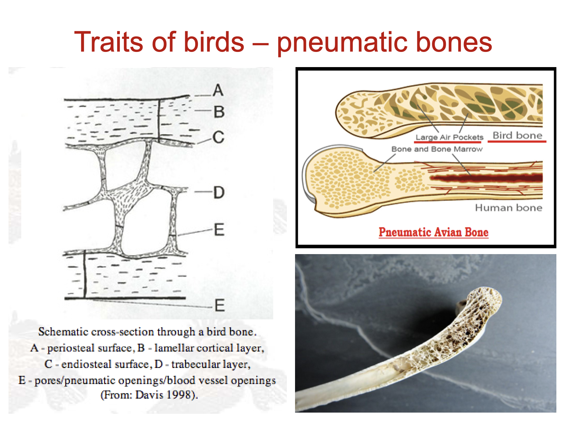 <ul><li><p>bird bones are hollow </p></li><li><p>they have some solid bones, like in femur </p></li><li><p>but most wing and lower leg bones are hollow </p></li><li><p>they have these pockets in bones</p></li><li><p>weight reduction and helps with avian respiratory system </p></li><li><p>don’t give dogs bird bones, they splinter and are sharp </p></li></ul><p></p>