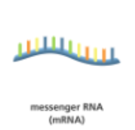 <p><strong>Messenger RNA (mRNA)</strong> is essentially the “working copy” of a gene: it is synthesized from DNA during transcription and carries a specific sequence of nucleotide bases that directly encodes the order of amino acids in a protein</p><p></p><p>How is this sequence read?</p>