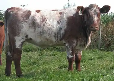 <p>bos Taurus </p>