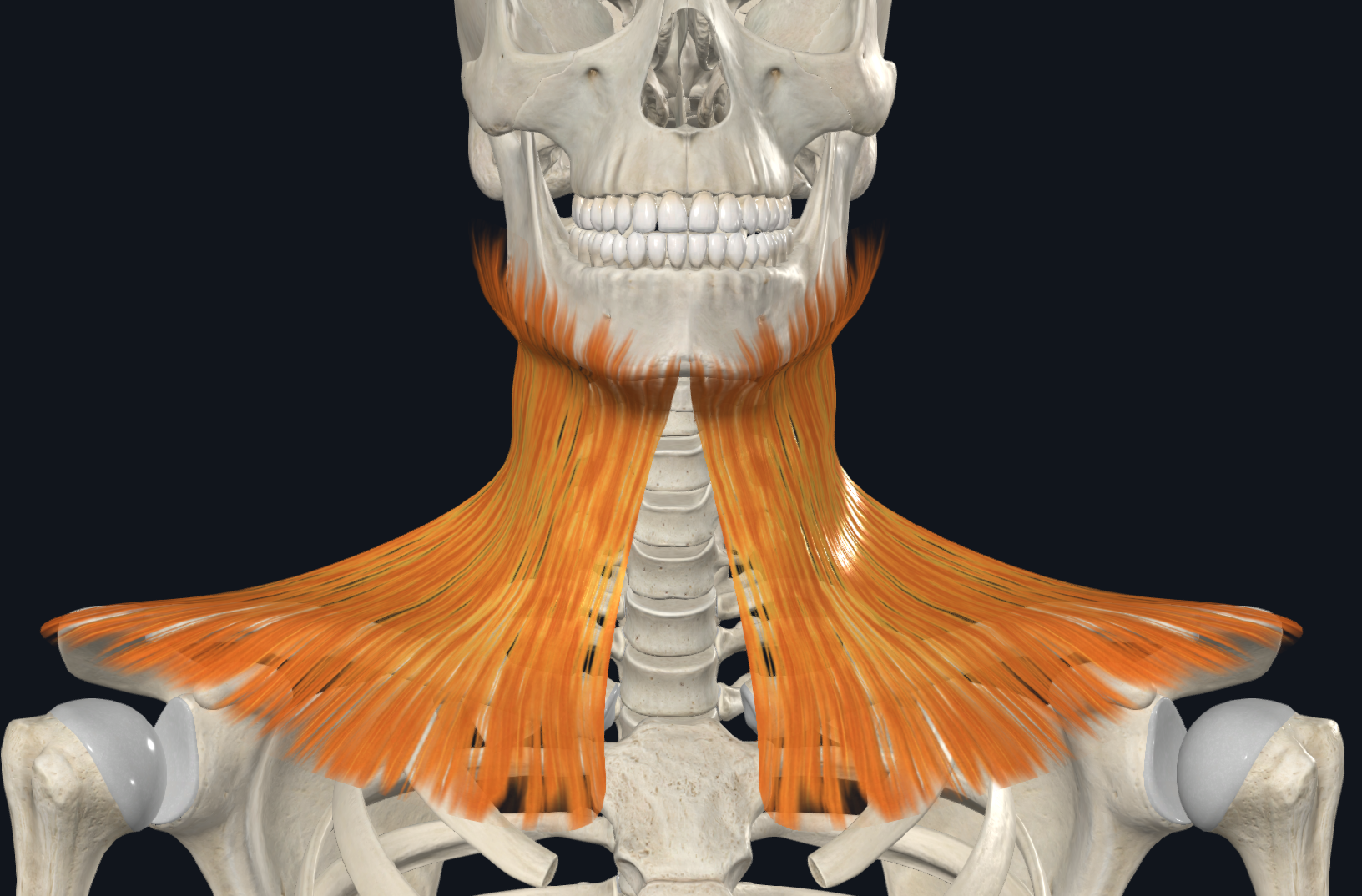 <ul><li><p>inferior border of mandible</p></li><li><p>skin</p></li><li><p>subcutaneous tissue of lower face </p></li></ul><p>TO</p><ul><li><p>fascia covering superior parts of pectoralis major and deltoid</p></li></ul><p></p>
