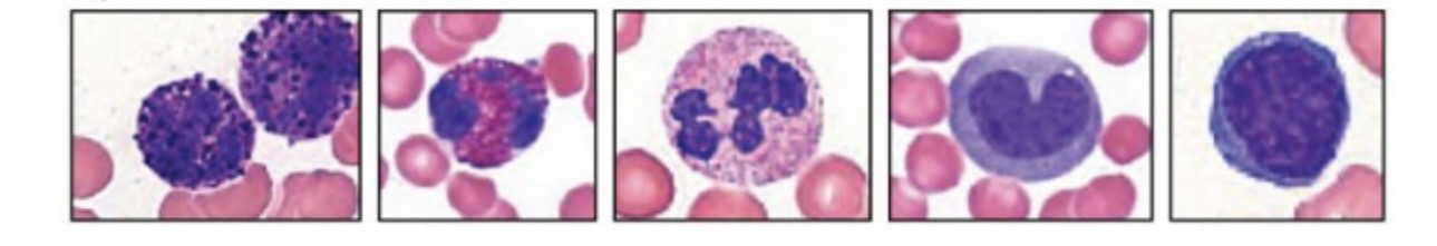 <p>A. List from Left to Right the names of the White Blood cells? </p><p>B. Which targets Parasites? </p>