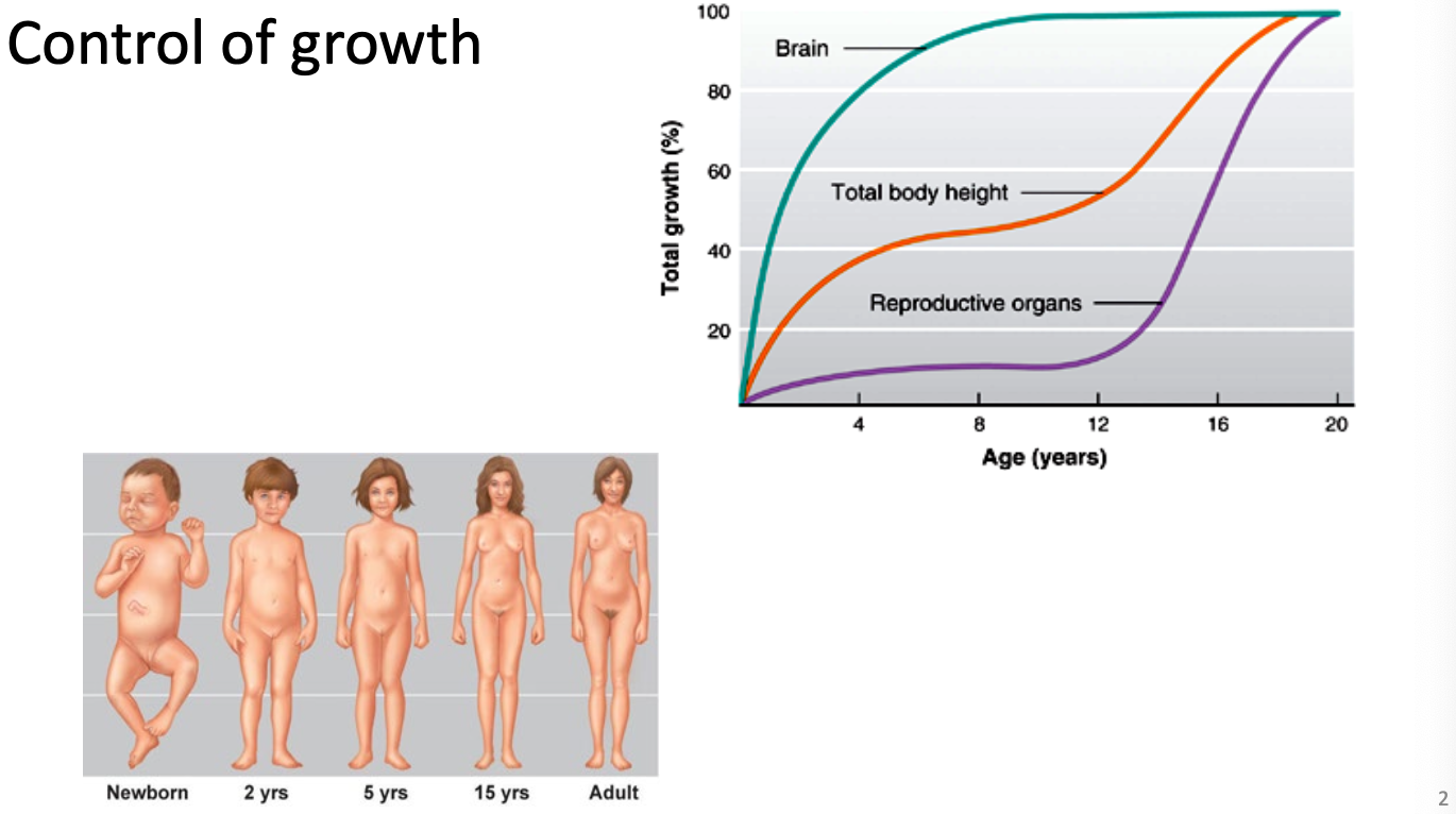 <p>Two growth spurts</p><ul><li><p>Bran, total body height, and reproductive organs do not grow at same rate</p></li></ul><p></p>