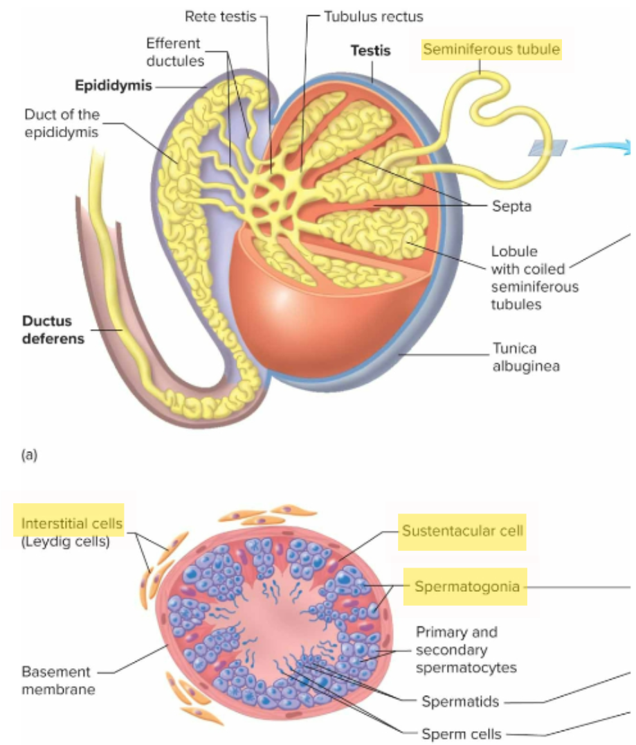<ul><li><p class="ds-markdown-paragraph"><span style="color: yellow;"><strong>Seminiferous tubules</strong> </span>– produce sperm</p></li><li><p class="ds-markdown-paragraph"><span style="color: yellow;"><strong>Interstitial cells</strong> </span>– secrete testosterone</p></li><li><p class="ds-markdown-paragraph"><span style="color: yellow;"><strong>Germ cells (spermatogonia)</strong></span> – cells that sperm <span style="color: red;">arise </span>from</p></li><li><p class="ds-markdown-paragraph"><span style="color: yellow;"><strong>Sustentacular cells</strong> </span>– nourish germ cells and <span style="color: red;">produce hormones</span></p></li></ul><p></p>