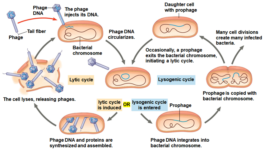 <p>Lysogenic Cycle</p>